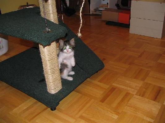 Riley and Abby Dec 2004 013 (Large).jpg